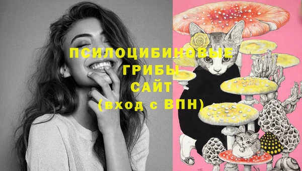 ГАЛЛЮЦИНОГЕННЫЕ ГРИБЫ Осинники
